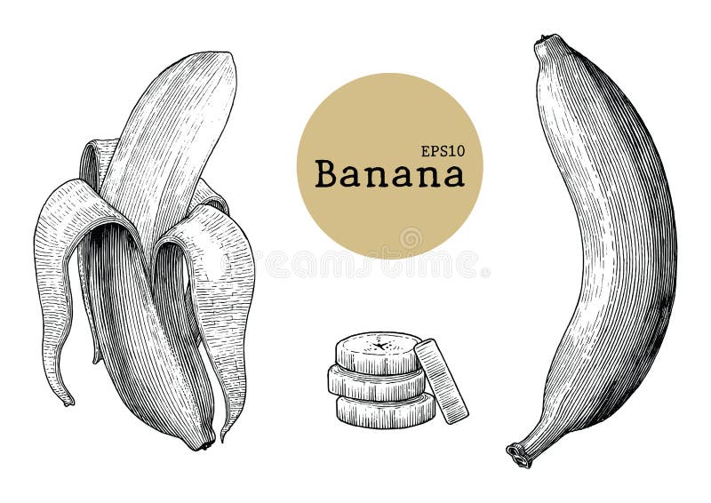 Banana collection sets hand drawing vintage engraving illustration stock illustration Banana collection sets hand drawing vintage engraving illustration stock illustration