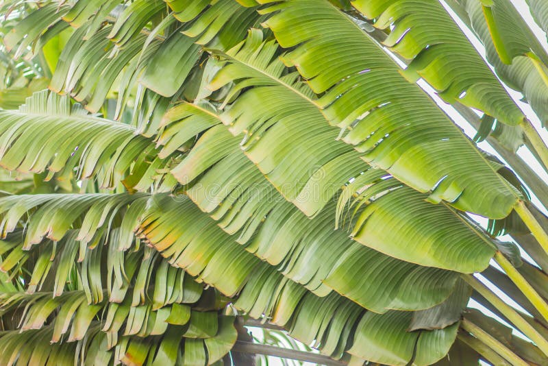 Flower of Ravenala Madagascariensis Stock Photo - Image of leaf, pattern:  97525378