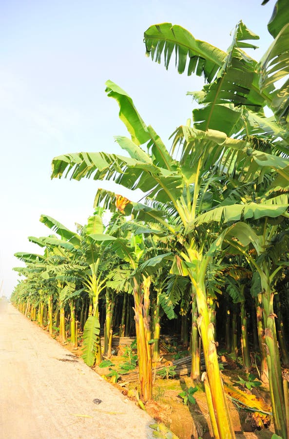 Banana field stock image. Image of grow, asia, botanic 22060839