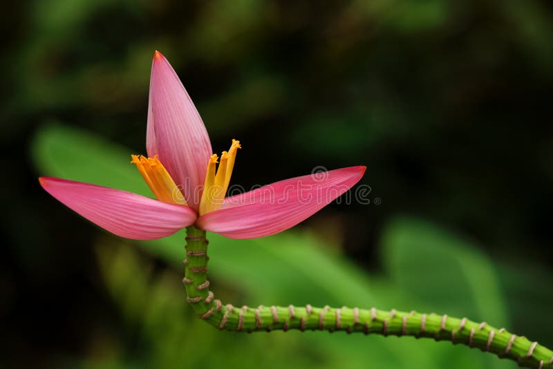 Banana flower