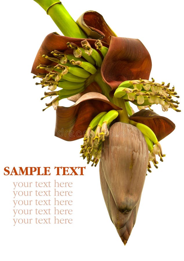 Banana flower blossom with little bananas isolated on white