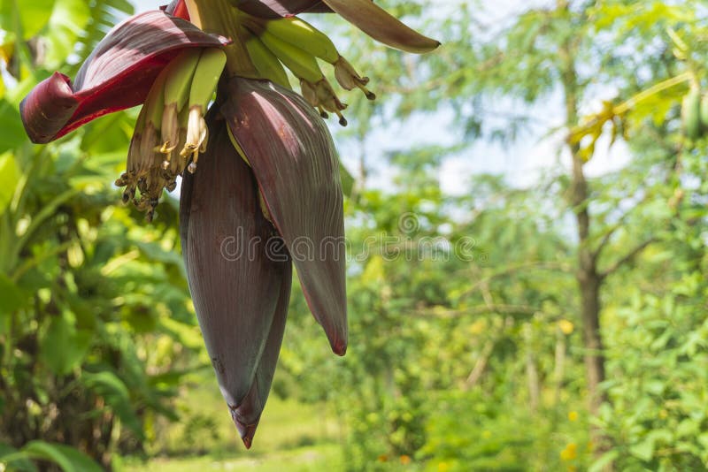 Banana Flower. Banana Blossom on the Tree Stock Image Image of flower, health 241361123