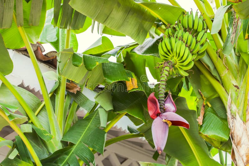 Banana flower and bunch of bananas. Red banana blossom on a banana tree. Banana plant with fruit and flower