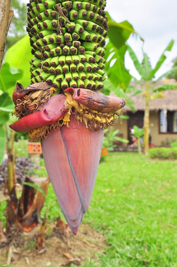 Red Banana Flower Stem on Tree Stock Image Image of agriculture, crop