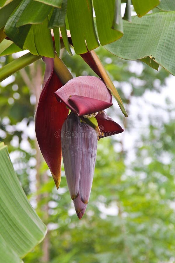 Banana Flower, Edible Flower. Stock Photo Image of musaceae, fruit