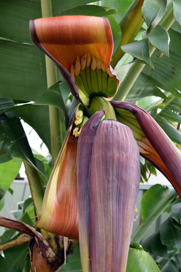 Banana flower with fruits stock photo. Image of food 81677330