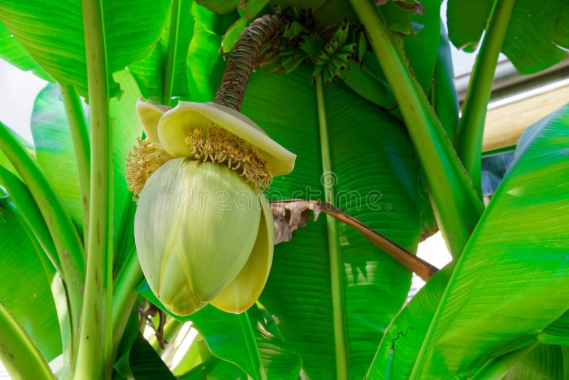 Banana Flower on Green Stem, Blossom Bud Stock Photo Image of fresh