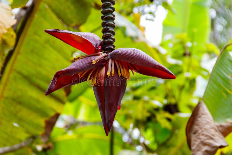 Banana Flower Growing on Tree Stock Photo Image of fresh, forest