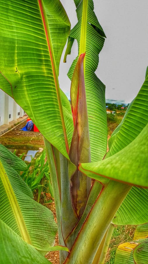 Banana Flower Just Emerging from the Tree Stock Image Image of plant, nature 264771667