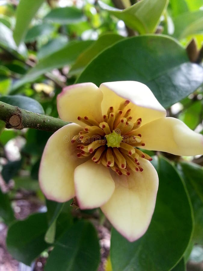 Banana flower Magnolia figo beautiful flower with unique scent