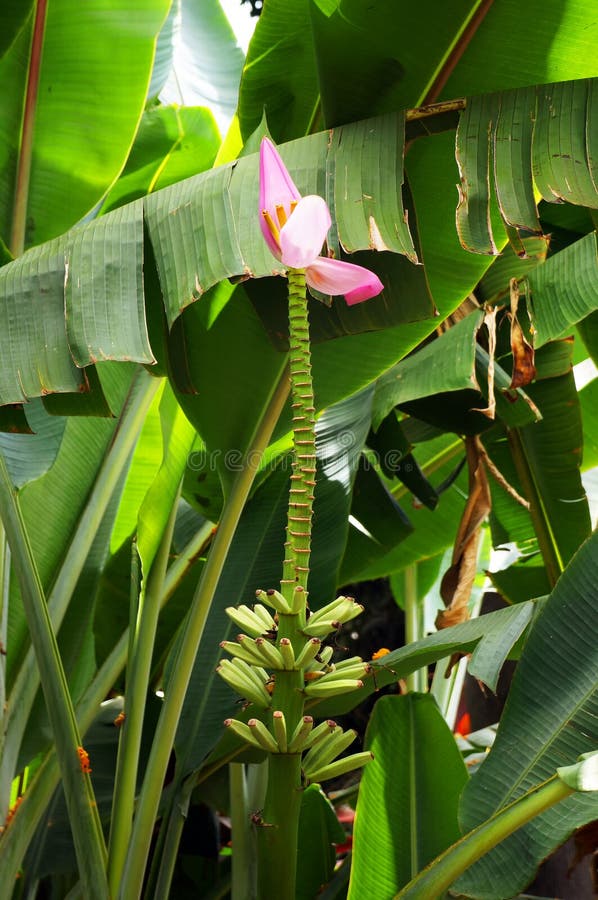 Banana Flower on Banana Plant Stock Photo Image of growth, jungle
