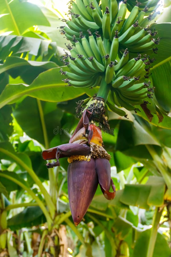 Banana Flower and Small Green Bananas Growing on a Tree Stock Photo