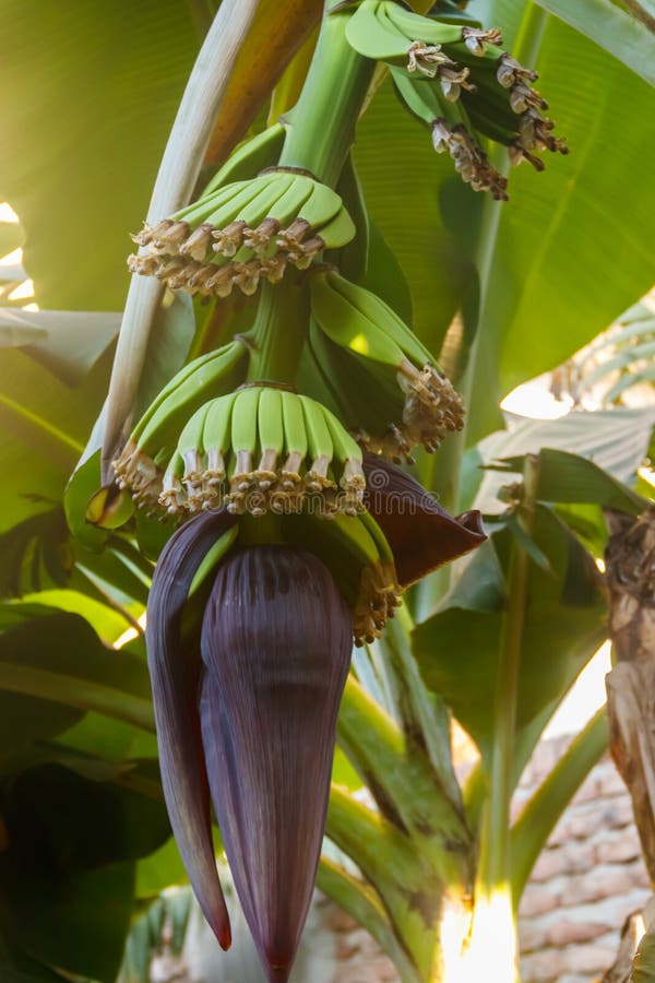 Banana Flower and Small Green Bananas Growing on a Tree Stock Image