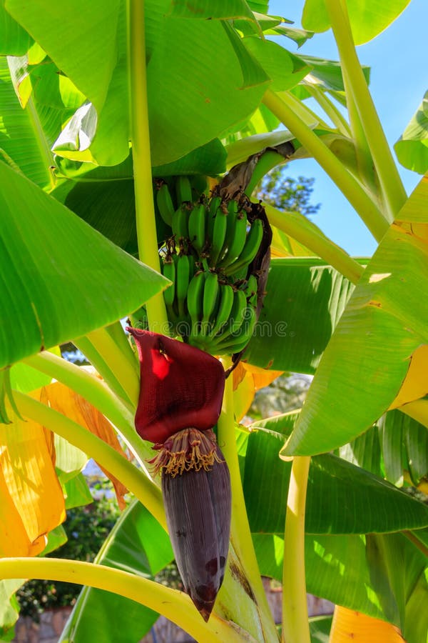 Banana Flower and Small Green Bananas Growing on a Tree Stock Image