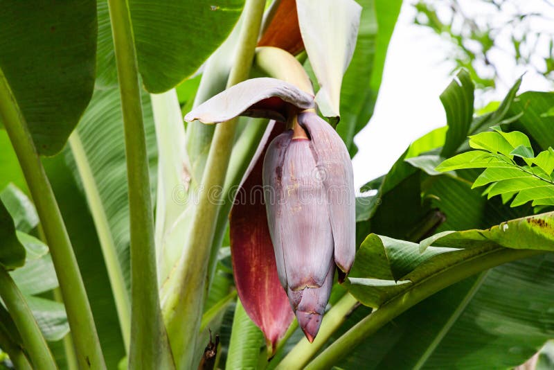 Banana Flower on a Banana Tree Stock Image Image of grow, agriculture 196428795