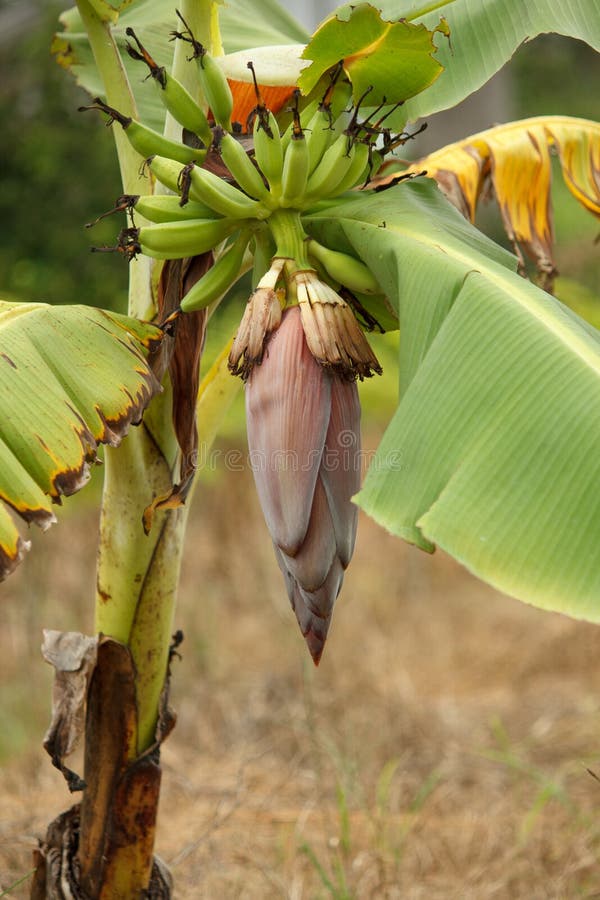 Banana Flower on a Banana Tree in the Garden Stock Image Image of