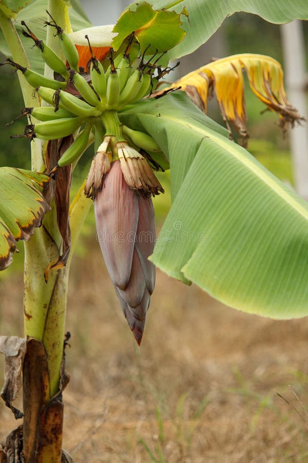 Banana Flower on a Banana Tree in the Garden Stock Image Image of