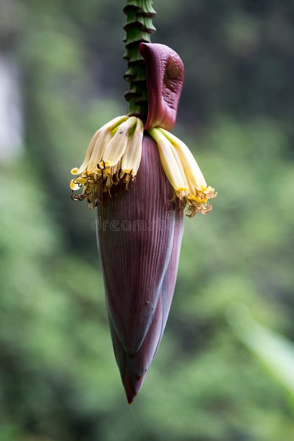 Banana flowers in Vietnam stock image. Image of flowers 88965247