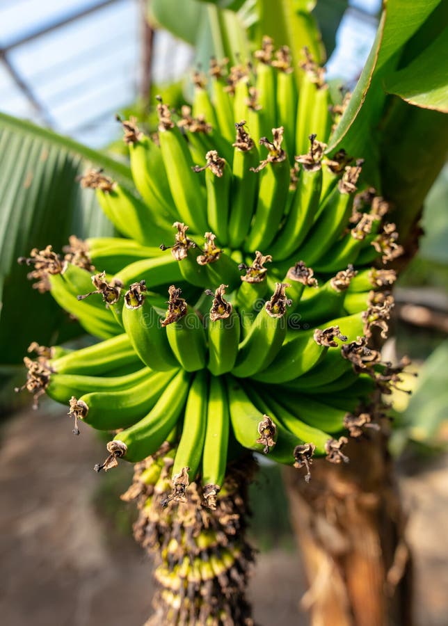 Banana fruits on a plant. stock photo. Image of color 247260232