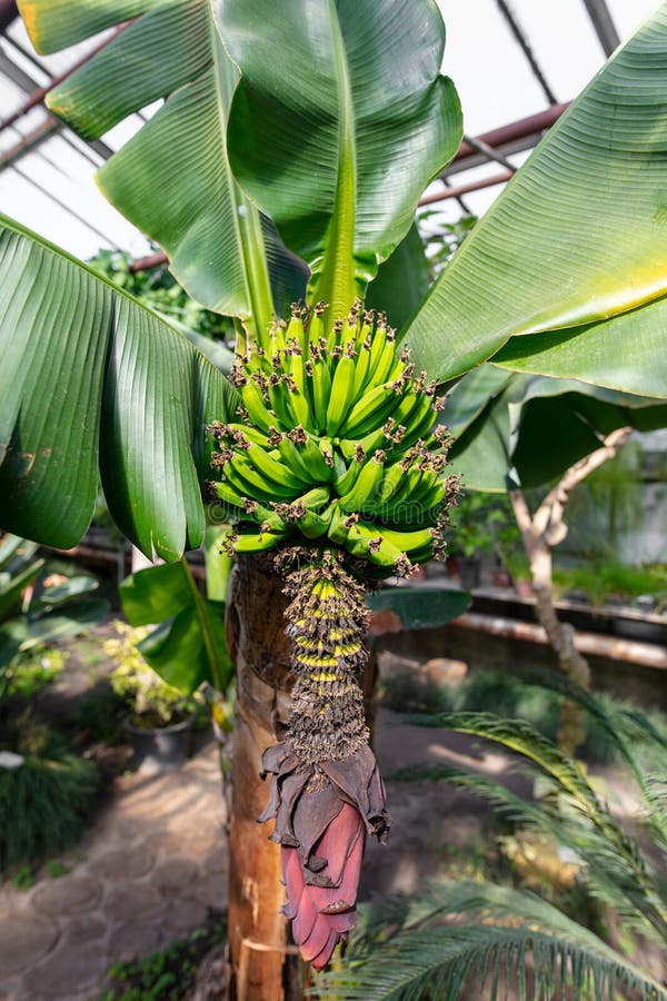 Banana fruits on a plant. stock image. Image of color 247689677