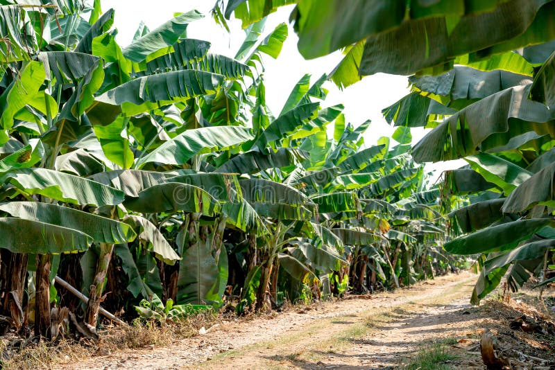 Banana Garden is Growing Up,Fresh Banana is Growing Up,Banana Garden
