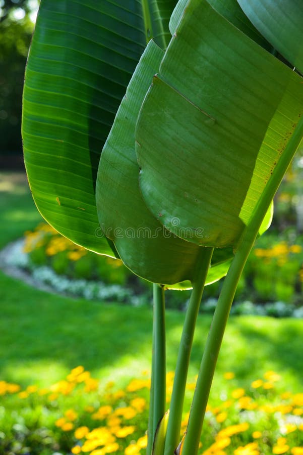 Banana garden stock photos Banana garden stock photos