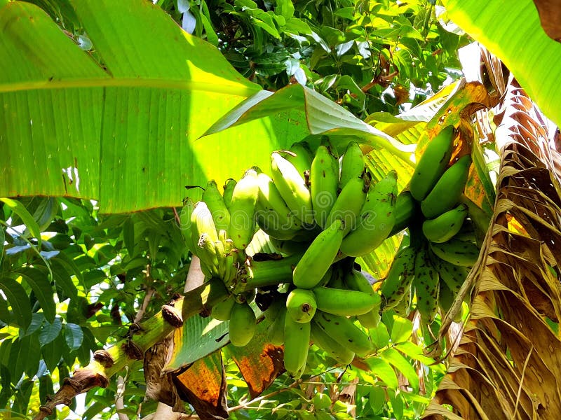 Banana Grow on Tree.green Banana Grow on Tree Stock Image Image of