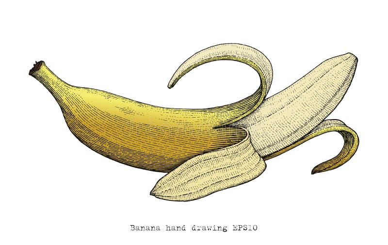 Banana hand drawing engraving style stock illustration Banana hand drawing engraving style stock illustration