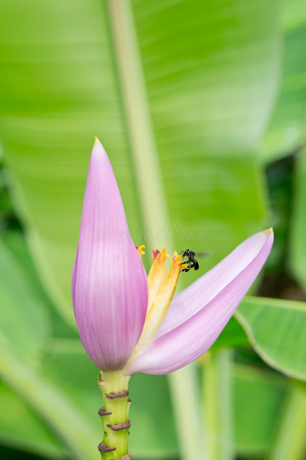 Banana inflorescence stock photo. Image of diet, nutritious 27417138