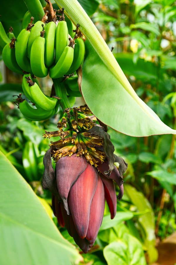 Banana Inflorescence and Fruit Stock Image Image of product, bunch