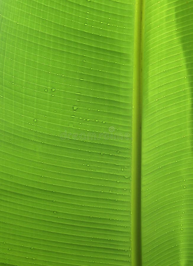 Banana leaf