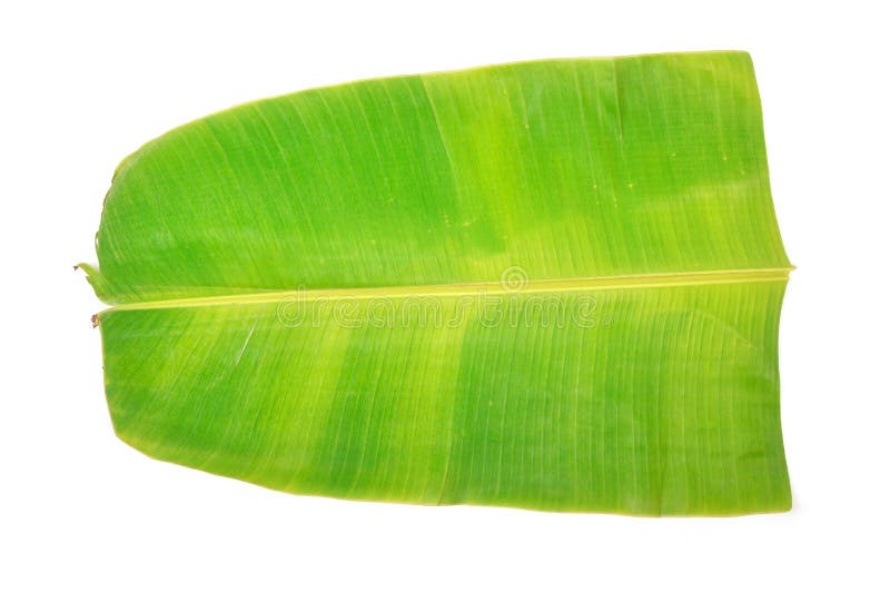 Details 200 high resolution banana leaf background Abzlocal.mx