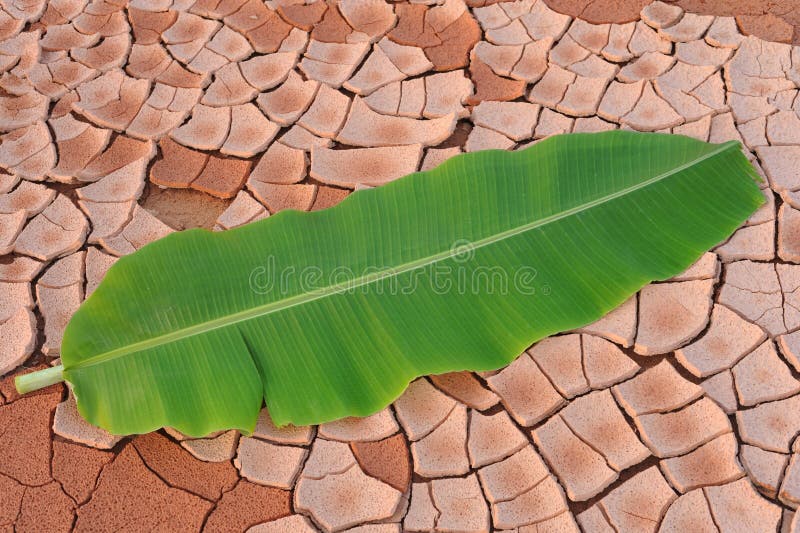 Banana stock image. Image of bunch, isolated, color, fresh 15053015