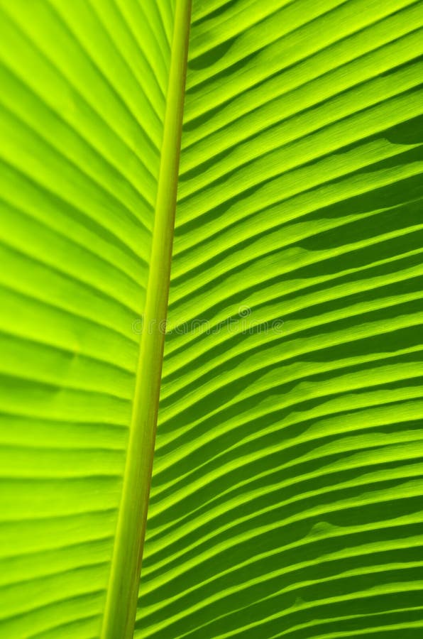 Banana Leaf stock image. Image of natural, green, bright 27637903