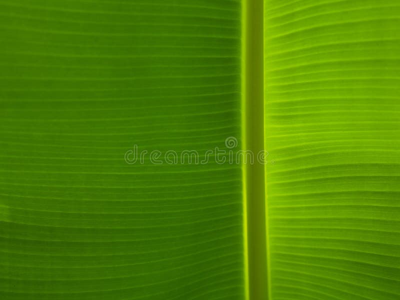 Banana Leaf background