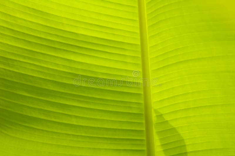 Banana Leaf background texture