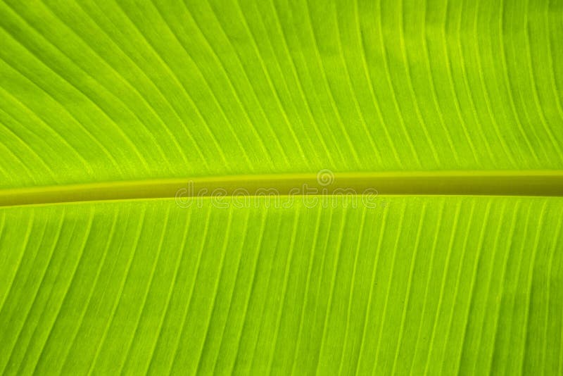 Banana leaf