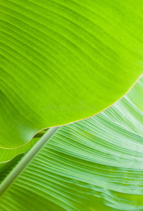 Banana leaf