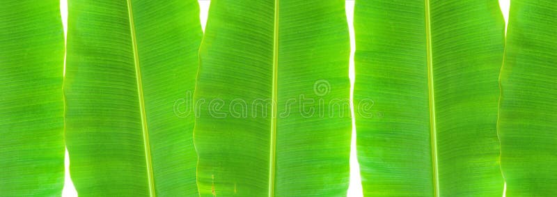 Banana leaf stock photo. Image of bright, nature, palm - 38829278