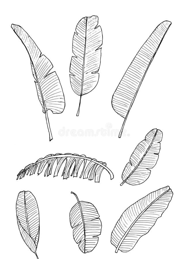 Banana Leaf Nature Pattern Line Nature Plant Illustration Tiger Predator  Stock Photo  Image of tiger drawing 227528784