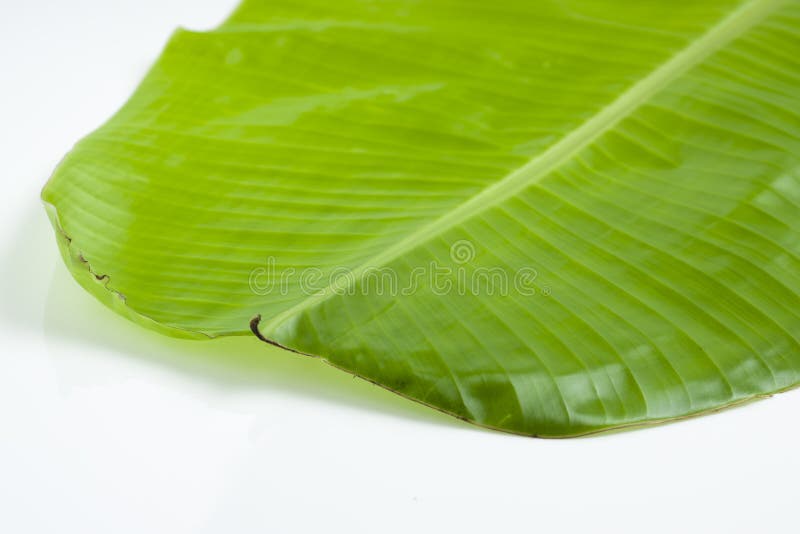 Banana Leaf with White Background Stock Image - Image of green, foliage:  216111105