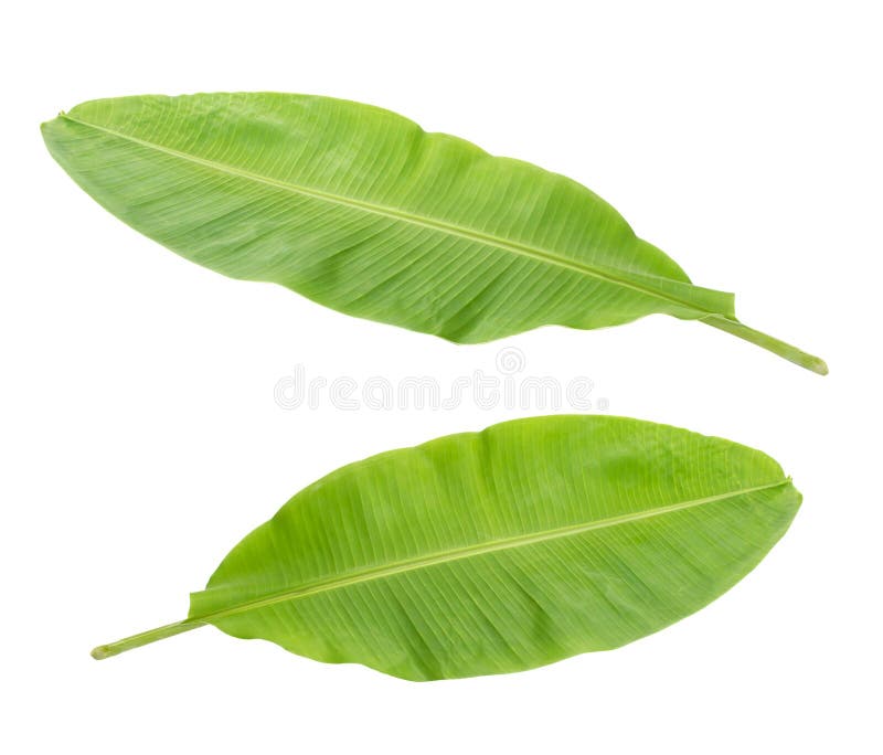 Banana Leaf Isolated on White Background Stock Photo Image of tropics