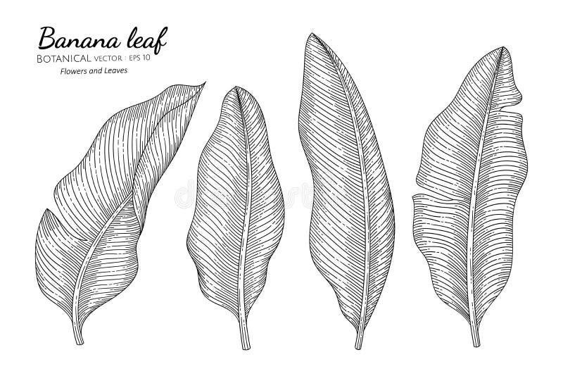 Banana Leaf Hand Drawn Botanical Illustration with Line Art on White ...