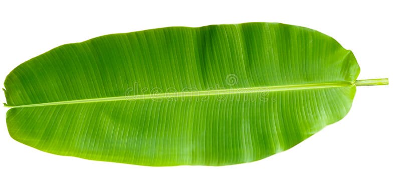 banana leaf banana leaf