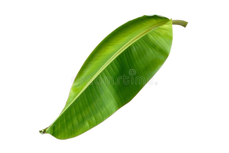 Banana leaf stock photo. Image of botanical, isolated 85121532