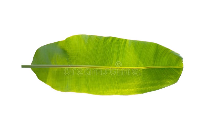 Banana leaf stock image. Image of isolated, tropical 85146427