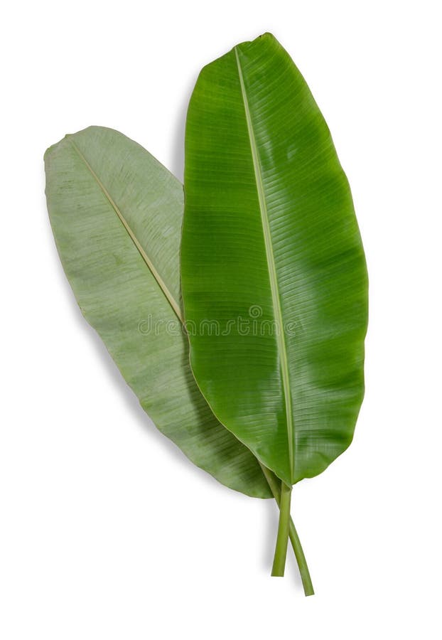 Two Banana Leaf Isolated on White Background Stock Photo Image of