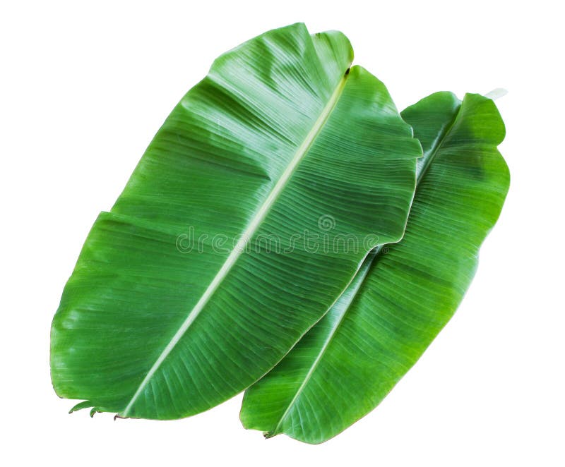 Banana Leaf Isolated on white background