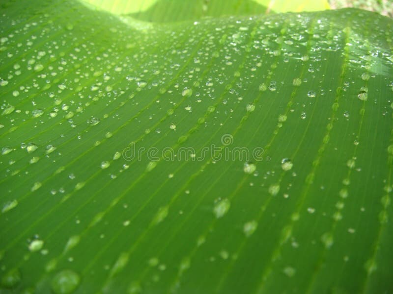 Banana leaf & morning rain.