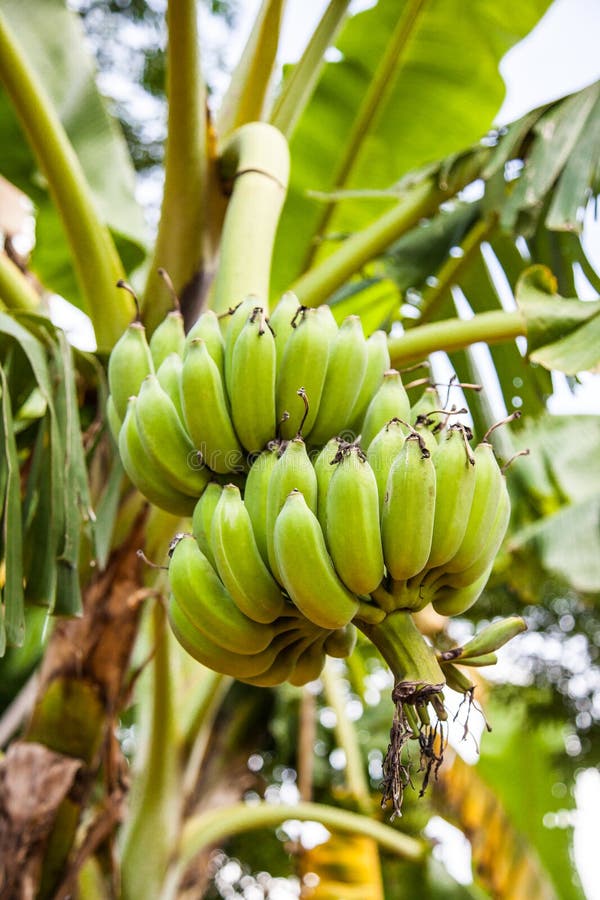262 Banana Leaves Banana Plantations Stock Photos Free & RoyaltyFree